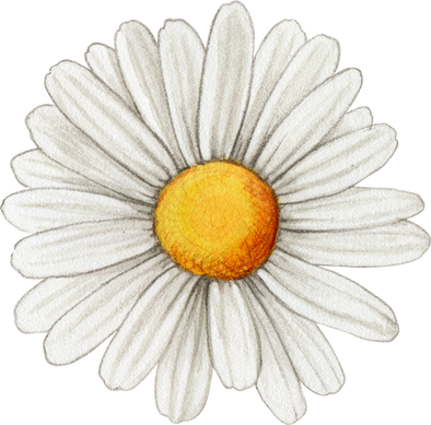 Watercolor Realistic Daisy