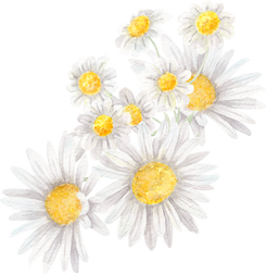 Daisies Floral Arrangement